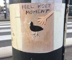 feel koet moment (Foto: Peter J. Korten)
